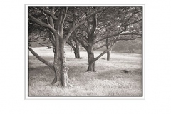 Quiet Trees, Dovestones Peak District