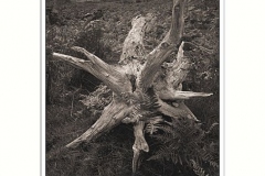 Skeleton tree, Lake District Cumbria